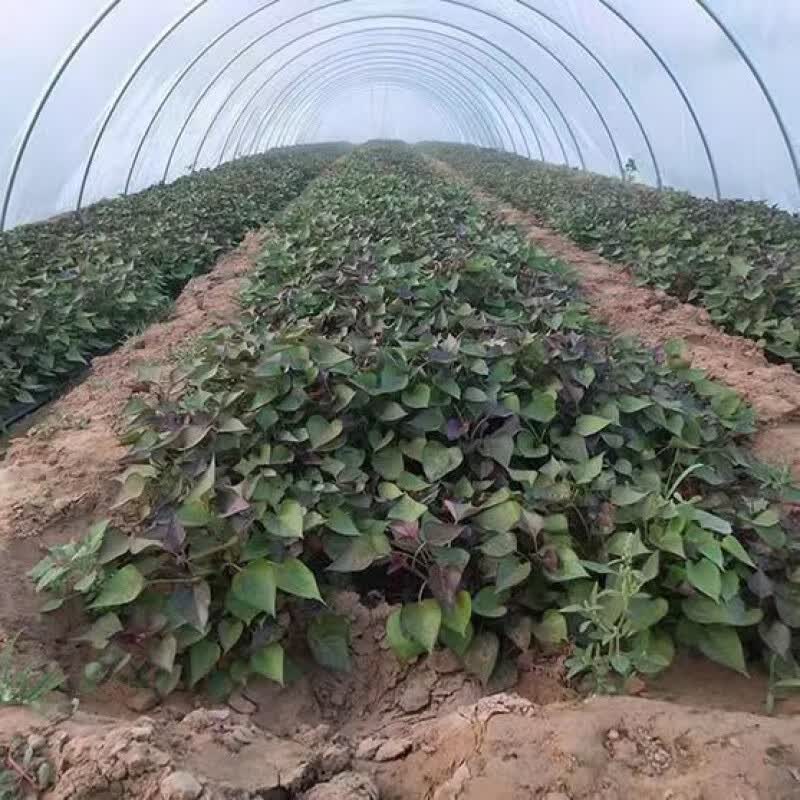 什么是有机红薯？带您走进卫华红薯的绿色世界